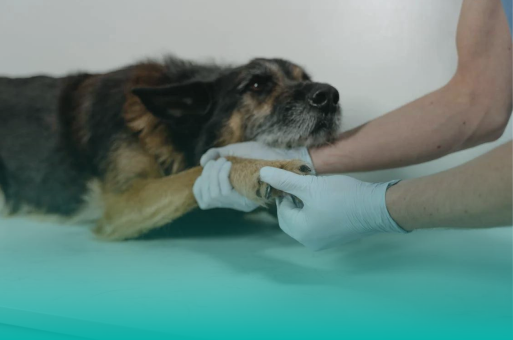 Sick pet dog getting medical treatment at the vet