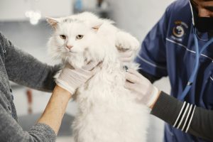 Cat at the vet for emergency care